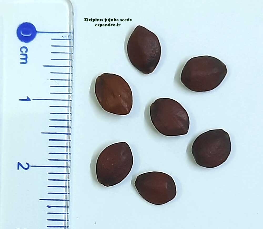  Ziziphus jujuba seeds 